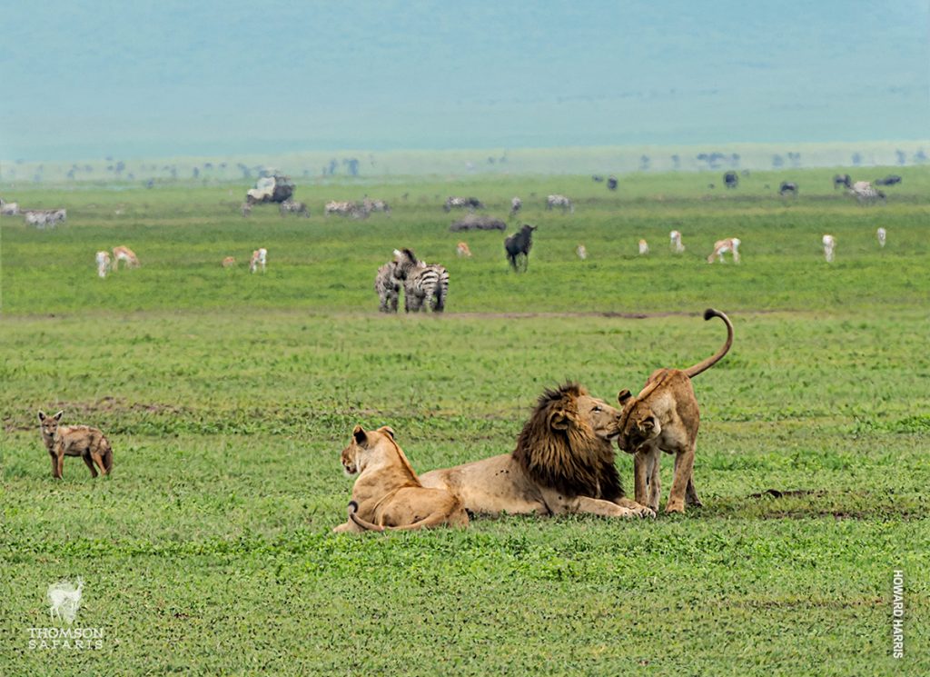 Mikumi National Park