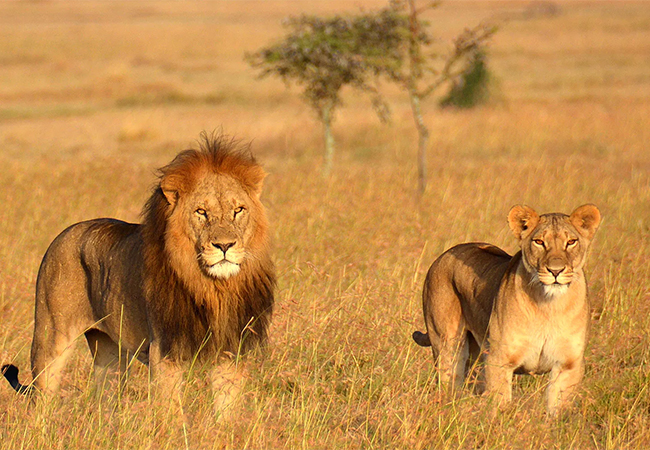 Nyerere National Park (Selous) Safari
