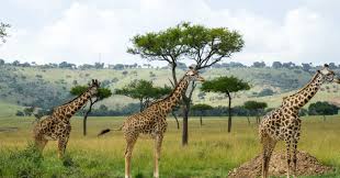 Serengeti National Park (The Ultimate Bucket-List Safari)