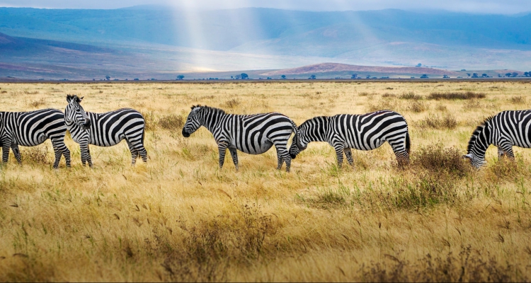 TARANGIRE NATIONAL PARK SAFARI